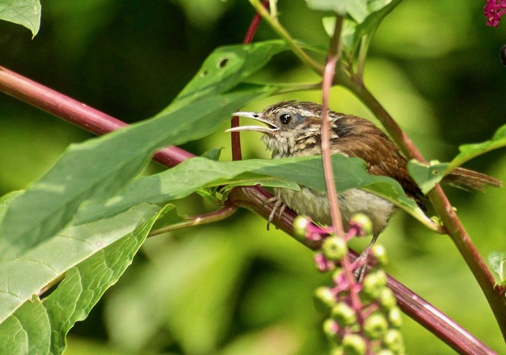 juvenile Carolina Wren -- Not a happy camper! by Carolyn Lehrke is licensed under CC BY-NC-ND 2.0
